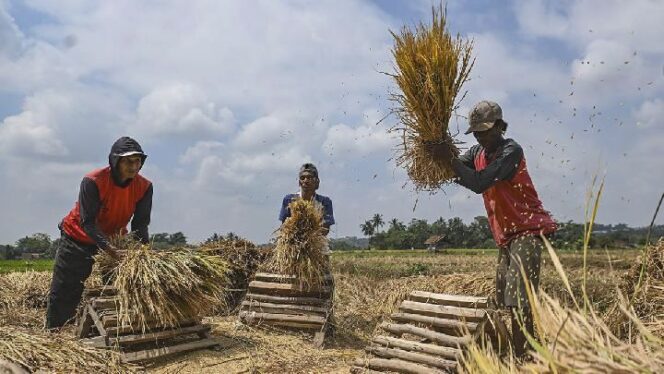 
					Harga Gabah Turun di Indramayu? Petani Curhat, Masih Untung Kok!