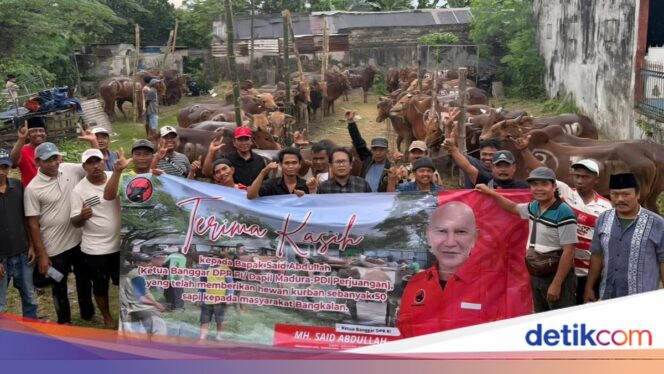 
					PDIP Jatim Bagikan 468 Sapi Kurban ke Ponpes dan Kampung di Jawa Timur