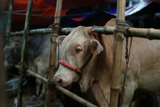 
					Tata Cara Pembagian Daging Kurban Idul Adha Sesuai Syariat Islam 2026
