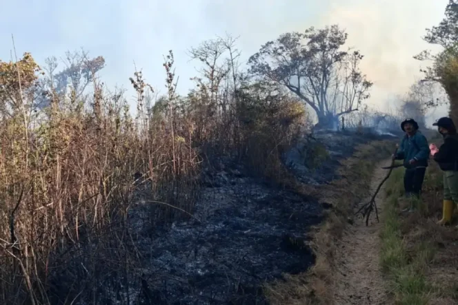 
					Api di Peluk Peraduan Bromo Semeru: Perjuangan Tanpa Henti Melawan Karhutla yang Melahap Hutan Lumajang