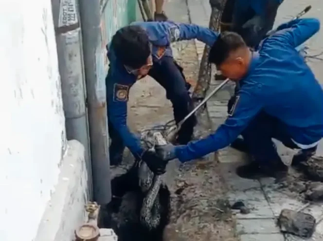 
					Damkar Gresik Kesulitan Evakuasi Ular Piton 3,5 M Depan TK