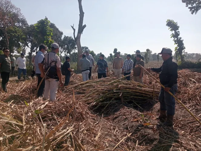 
					Di Balik Lahan Tebu Kediri: Audit Operasional PT SGN untuk Jaga Kualitas Gula Negeri