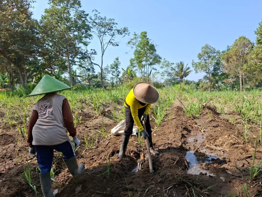 Air Adalah Harapan: Ketahanan Kebun Dhoho Kediri Melawan Kemarau dengan Optimalisasi Sumur untuk Pengairan Tebu