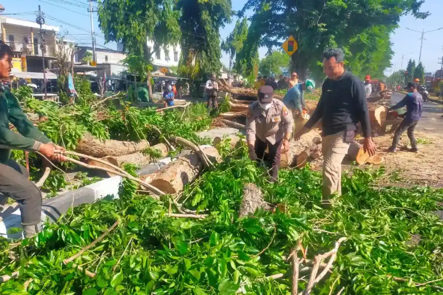 Badai dan Pohon Tumbang: Pelajaran Kesiapsiagaan di Jalur Vital Surabaya-Sidoarjo