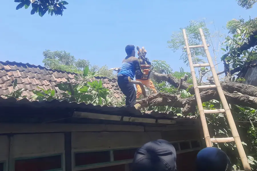 Bayangan Rapuh di Balik Pohon Tua: Edukasi Kesiapsiagaan Bencana di Situbondo
