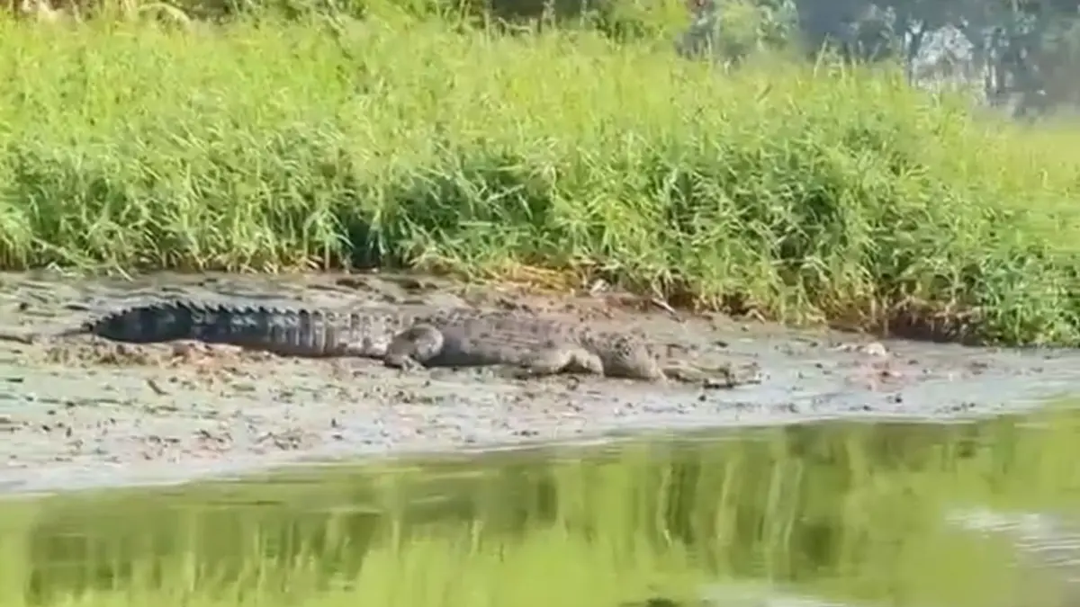 Buaya Besar Kembali Hebohkan Sungai Sidoarjo Dekat Pergudangan, Guru Jadi Saksi Penampakan Berulang