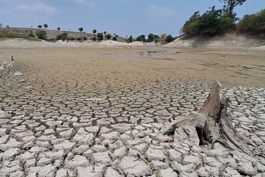 Dasar Bendungan Sangiran Menjelma Ladang Padi Jagung Dadakan di Tengah Kemarau Ngawi