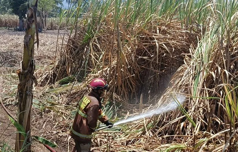 Jilatan Api di Ladang Tebu Lumajang: Kisah Pilu Petani Melawan Bahaya Pekerjaan