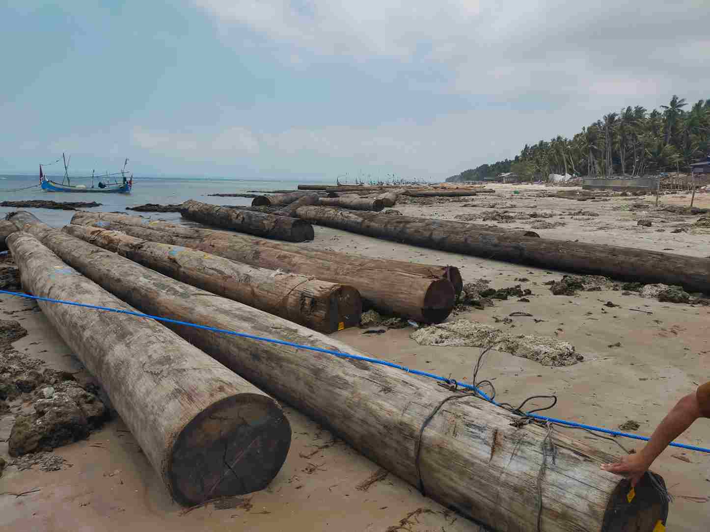 Ketika Laut Memuntahkan Beban: Kisah Nelayan Sumenep Terjebak Ratusan Kayu Gelondongan