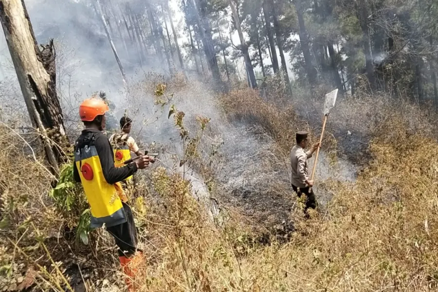 Ketika Pinus Menangis: Jejak Perjuangan Melawan Amuk Api di Gunung Botak Ngawi