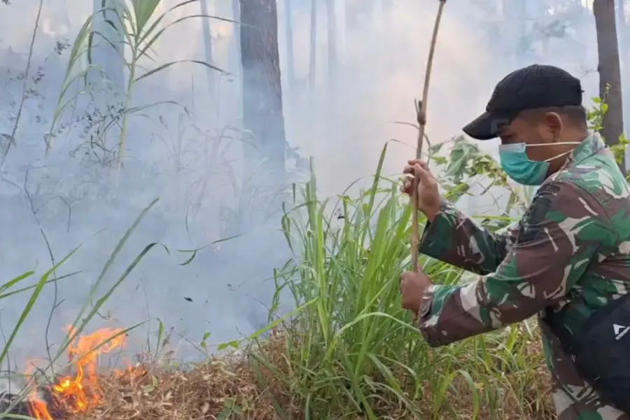 Ketika Pinus Menangis: Perjuangan Melawan Bara di Hutan Gunung Butak Ngawi