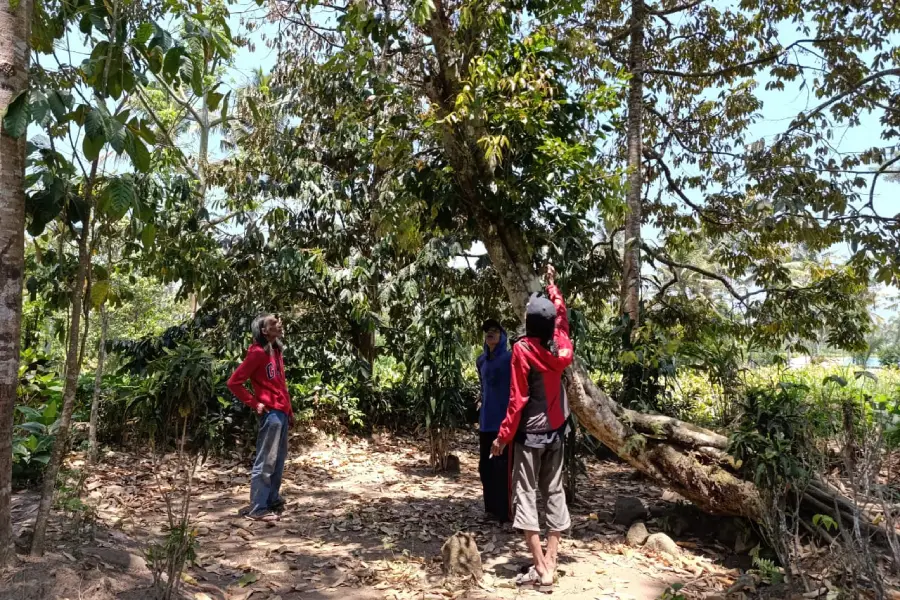 Nisan Tua dan Narasi yang Hilang: Jejak Pencurian Batu Yoni di Situs Cagar Budaya Jember
