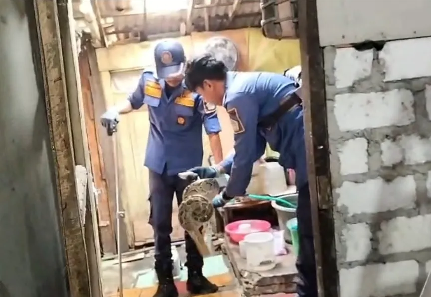 Bayangan Melata di Atap: Kisah Evakuasi Ular Piton Dua Meter di Gresik