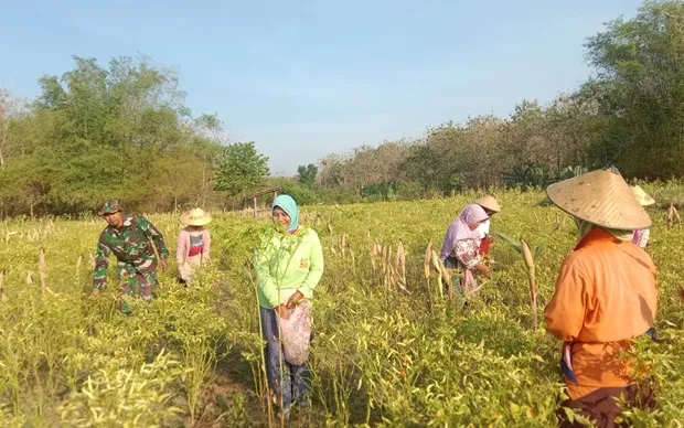 Dari Ladang Cabai di Pojok Klitih: Kisah Gotong Royong TMMD Jombang Menjaga Ketahanan Pangan Desa