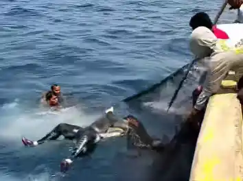 Gelombang Nestapa di Perairan Paiton: Refleksi Keselamatan Penyelam Tradisional Probolinggo