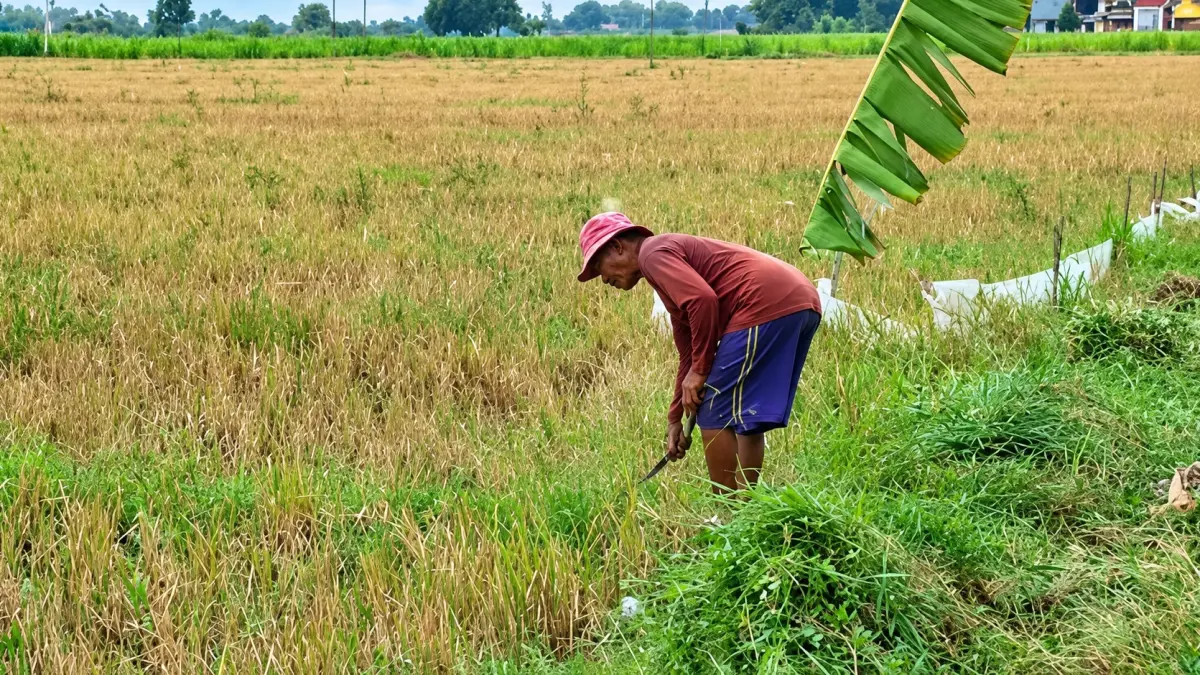 Hadapi El Nino, Komisi B DPRD Sidoarjo Dorong Petani Pakai Pupuk Cair