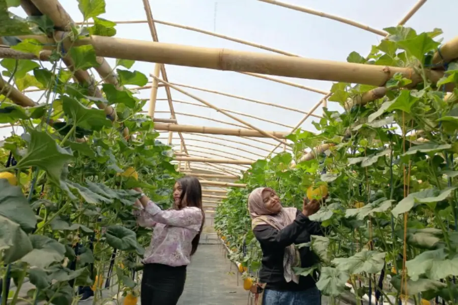 Kebun Kota Melinda: Warga Sukolilo Sukses Gelar Wisata Petik Melon Hidroponik Premium di Surabaya