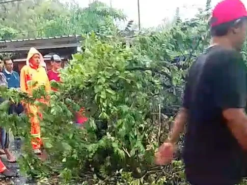 Ketika Langit Mengamuk: Pelajaran Kewaspadaan dari Pohon Tumbang di Bojonegoro