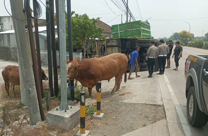 Ketika Lenguhan Memecah Fajar: Kisah Nahas Truk Sapi di Jombang